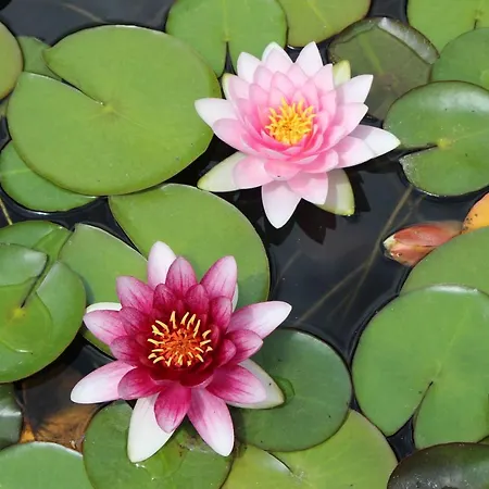 Erla Boutique Отель Эгер