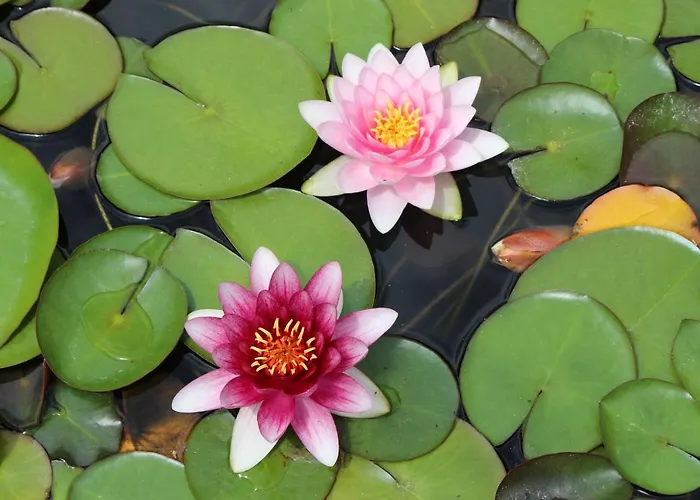 Erla Boutique Szálloda Eger